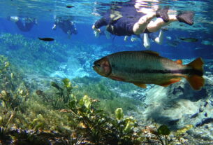 Mergulho em Bonito - MS (foto: Daniel R.Carneiro / DRC Imagem)