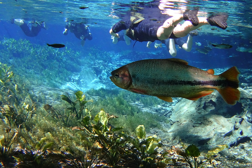 Mergulho em Bonito - MS (foto: Daniel R.Carneiro / DRC Imagem)