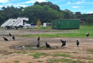 Urubus no entorno de um aeroporto (foto: Daniel R.Carneiro / DRC Imagem)